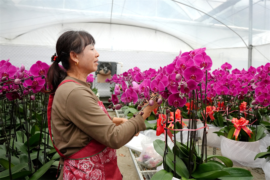 工人正打包蝴蝶兰。.jpg