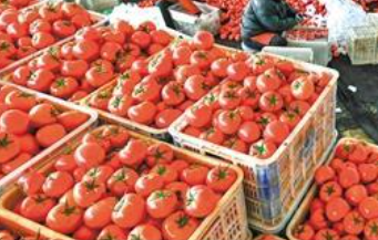 西红柿价格为何走高