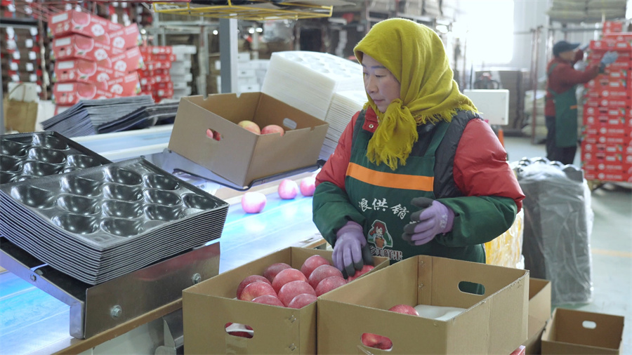 1768287014878914.jpg 工人在智能分拣线旁分拣苹果 张沛杰 摄.jpg