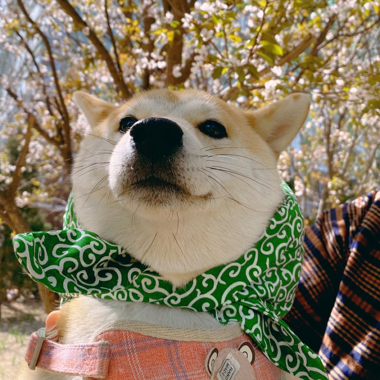 宠物寄养“一窝难求”，上门喂养需求激增