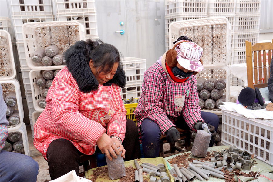 图2 工人正忙着装菌袋.JPG