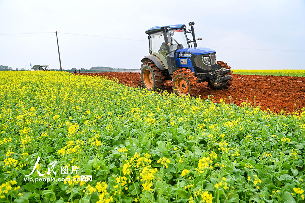 江西樟树：立春将至农事忙【5】