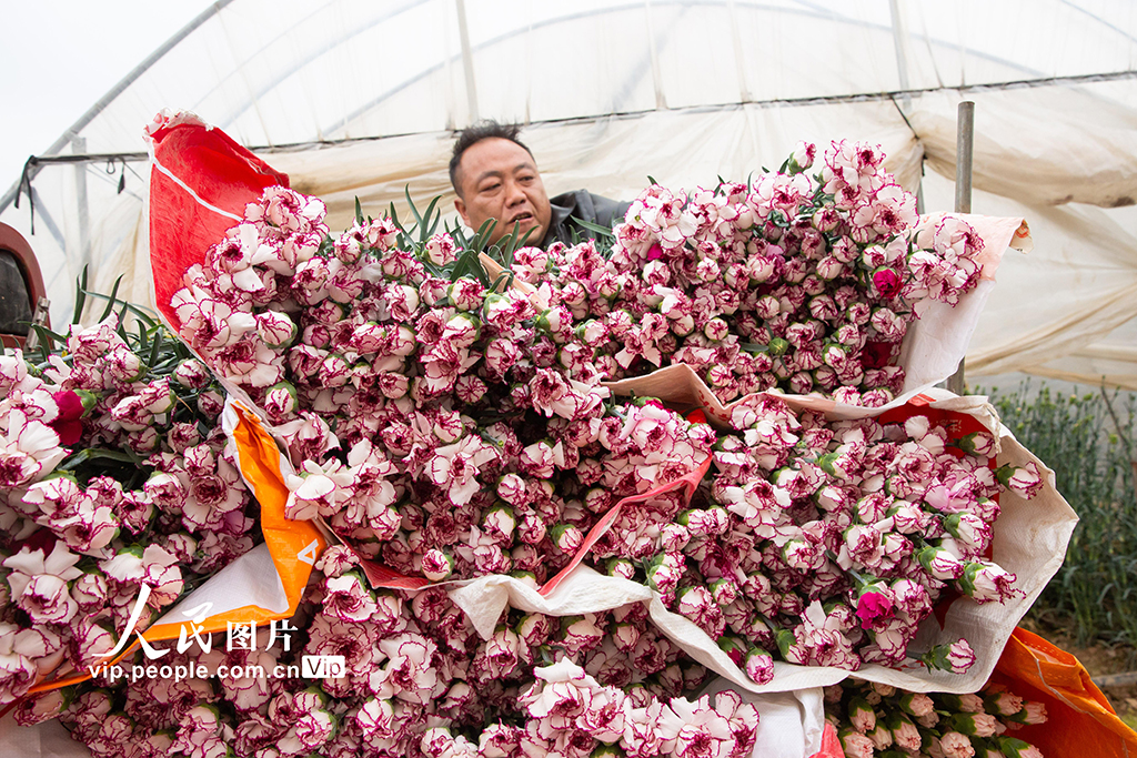 云南曲靖：采收鲜花供市场