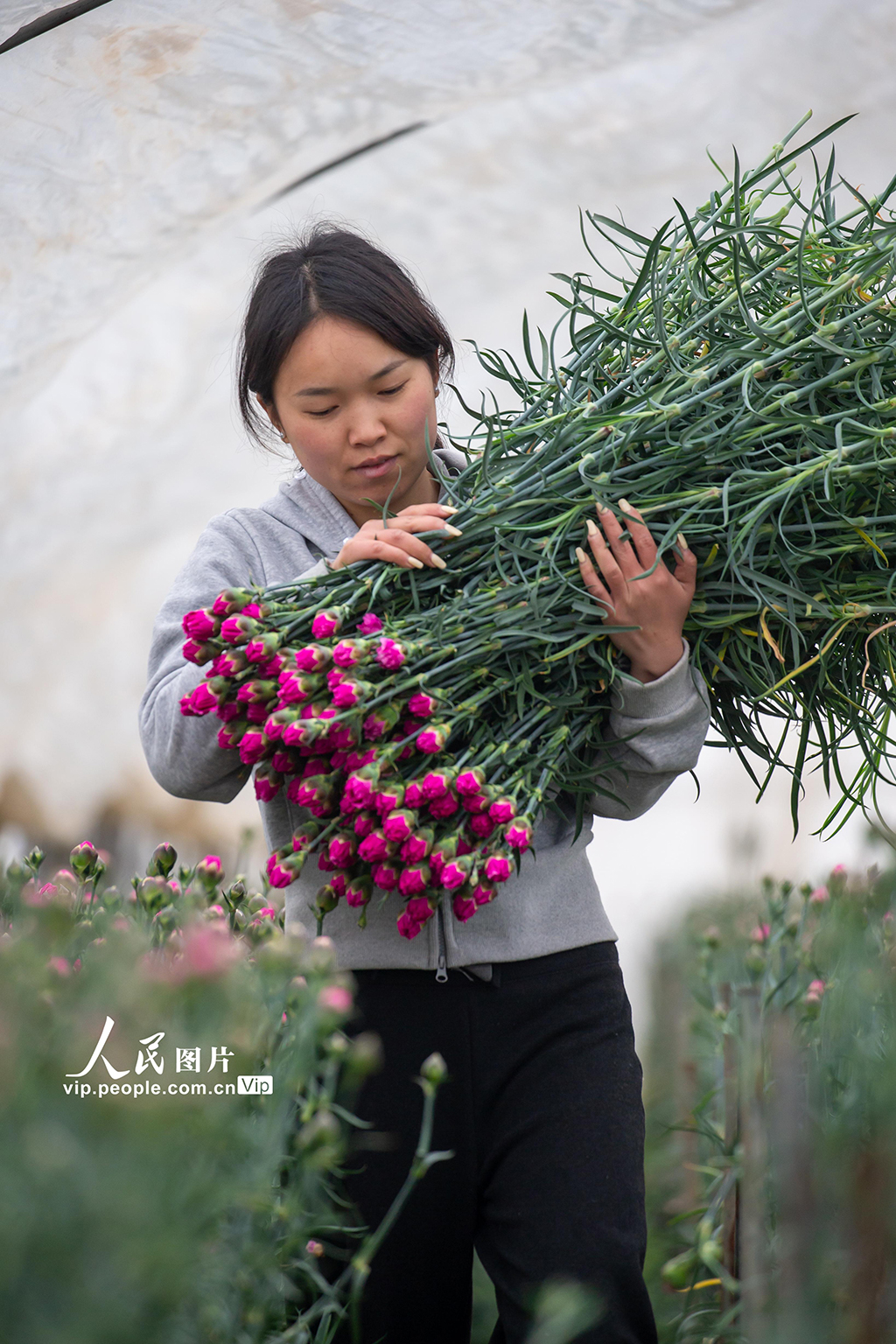 云南曲靖：采收鲜花供市场【4】