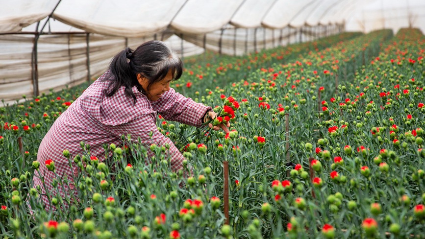 云南曲靖：采收鲜花供市场
