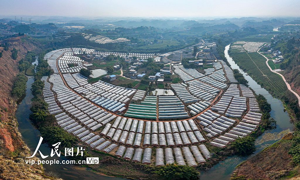 四川仁寿：小小羊肚菌 增收大产业【7】