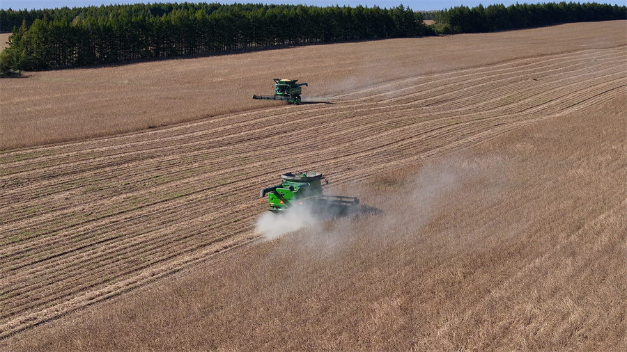 大豆收获现场 (2).jpg