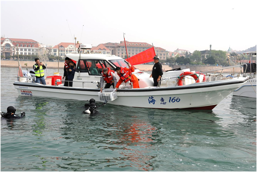 专业团队在修复海域开展海草苗移栽作业.jpg