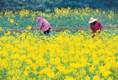 推动乡村全面振兴取得新进展（锐财经）