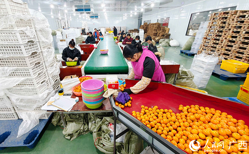 生产车间内,工人在分拣融安金桔。