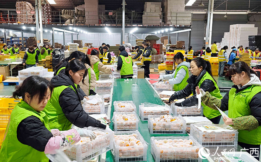 新年将近,融安金桔成为畅销年货。