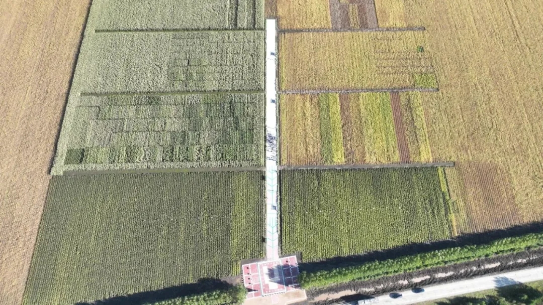 1771061067279853.jpg 0.webp.jpg