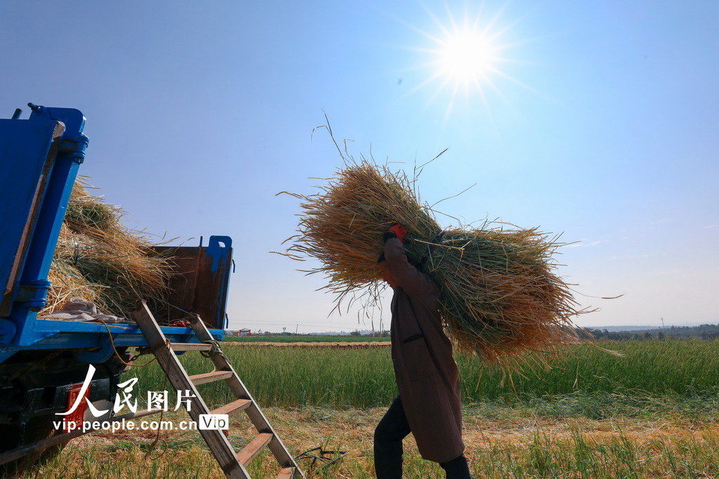 云南陆良：青稞飘香迎丰收【3】