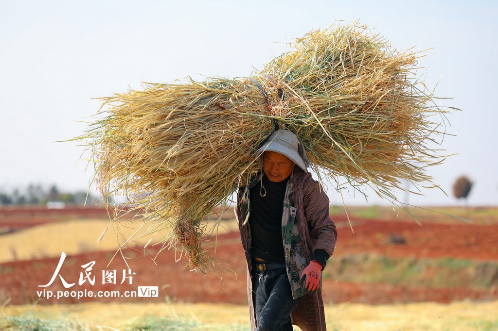 云南陆良：青稞飘香迎丰收【4】