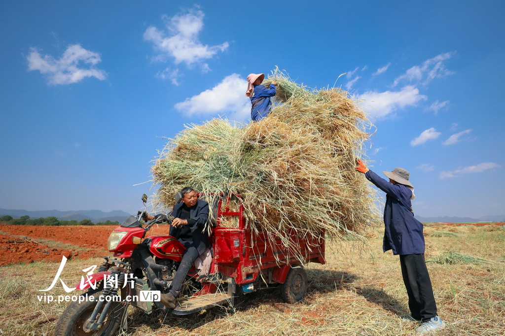 云南陆良：青稞飘香迎丰收【5】