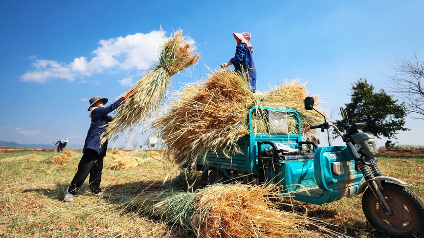 云南陆良：青稞飘香迎丰收