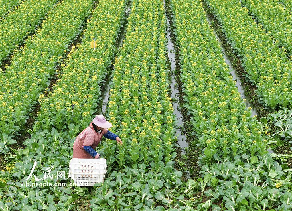 湖南道县：采收蔬菜