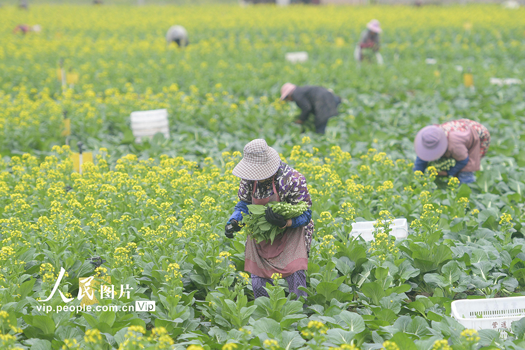 湖南道县：采收蔬菜【2】