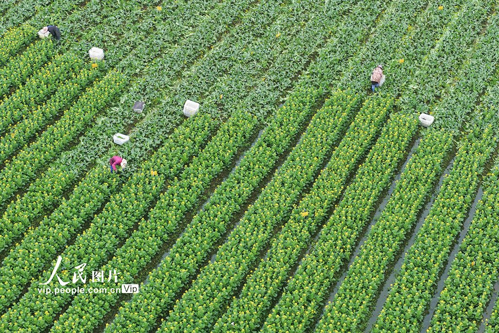 湖南道县：采收蔬菜【3】