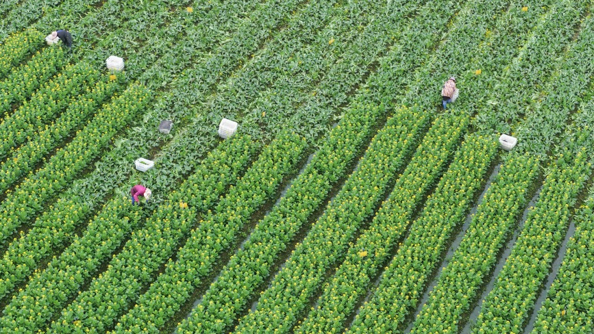 湖南道县：采收蔬菜