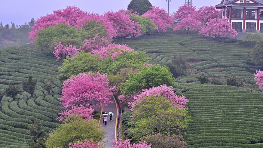 樱花绽放激活“春日经济”