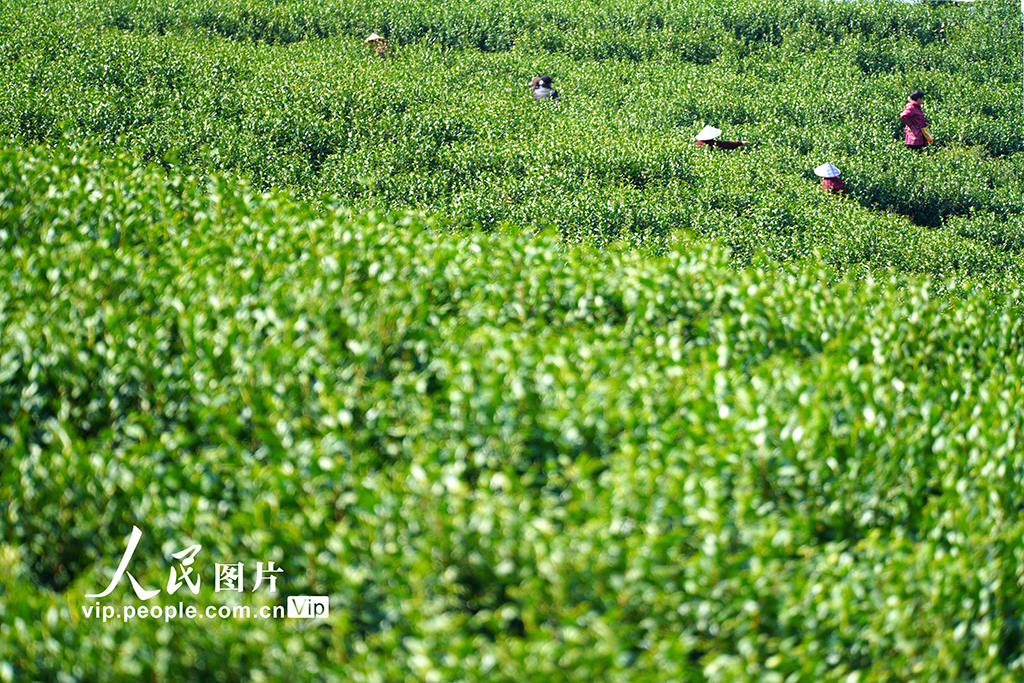 浙江乐清：早春采茶正当时【2】