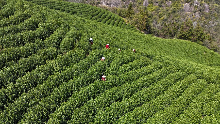 浙江乐清：早春采茶正当时