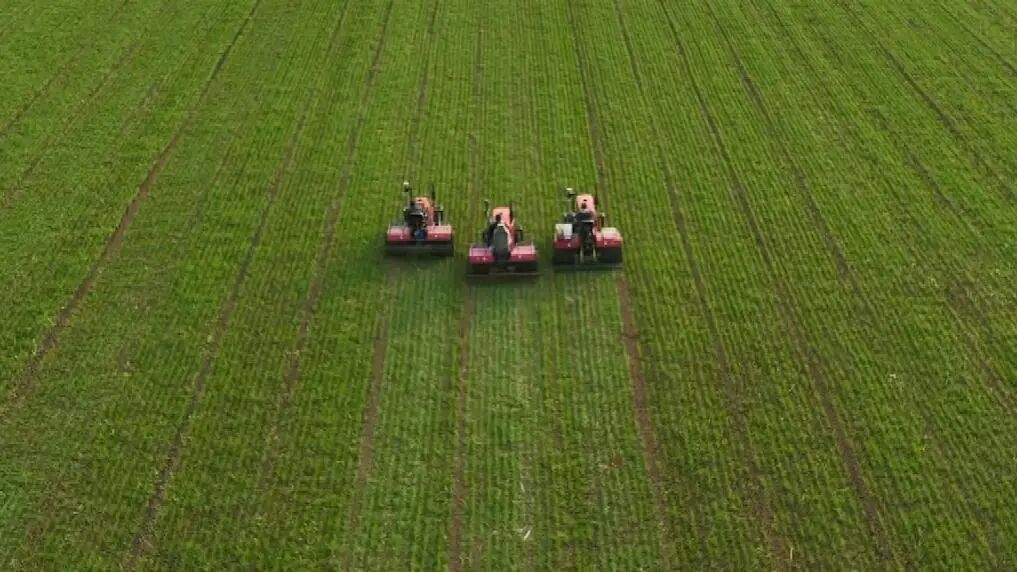 中国粮，中国种，中国中