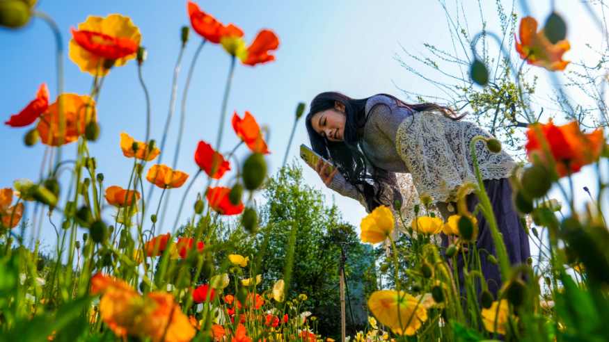 春城繁花引客来