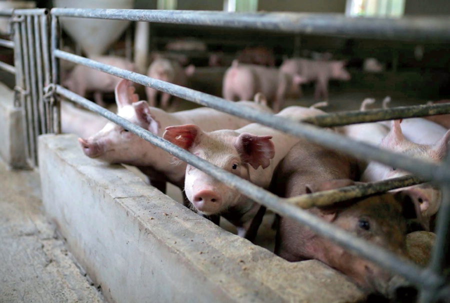 养殖企业直面供需双压 稳步推进产能去化