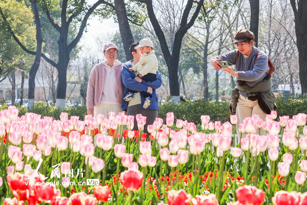 江苏南京：郁金香花开迎客来【2】