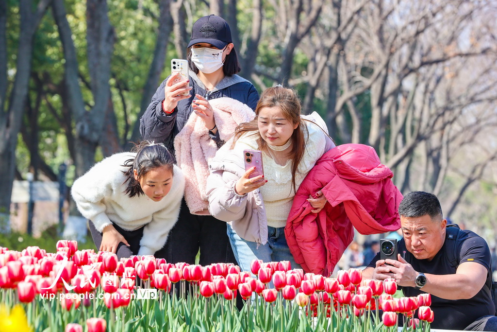 江苏南京：郁金香花开迎客来【3】