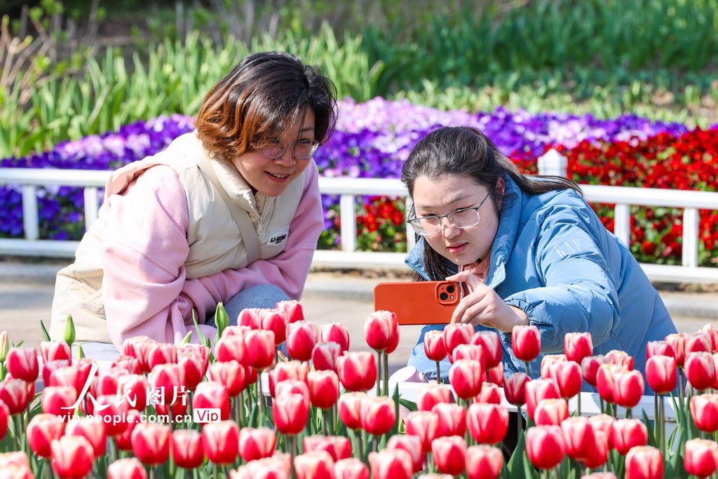 江苏南京：郁金香花开迎客来【4】