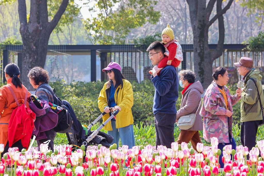 江苏南京：郁金香花开迎客来【5】