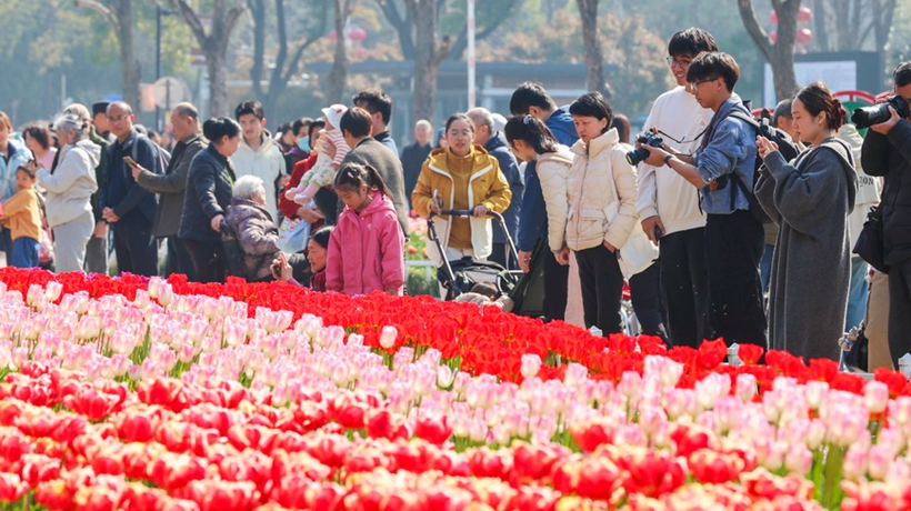 江苏南京：郁金香花开迎客来