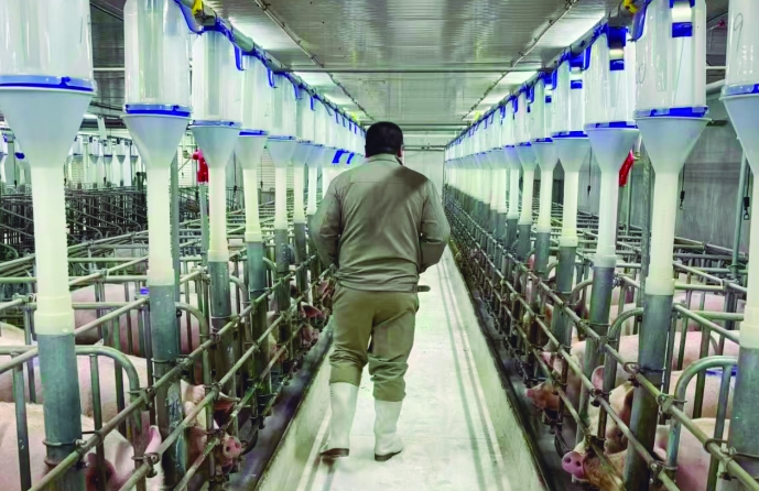 生猪保险让养殖户吃下“定心丸”