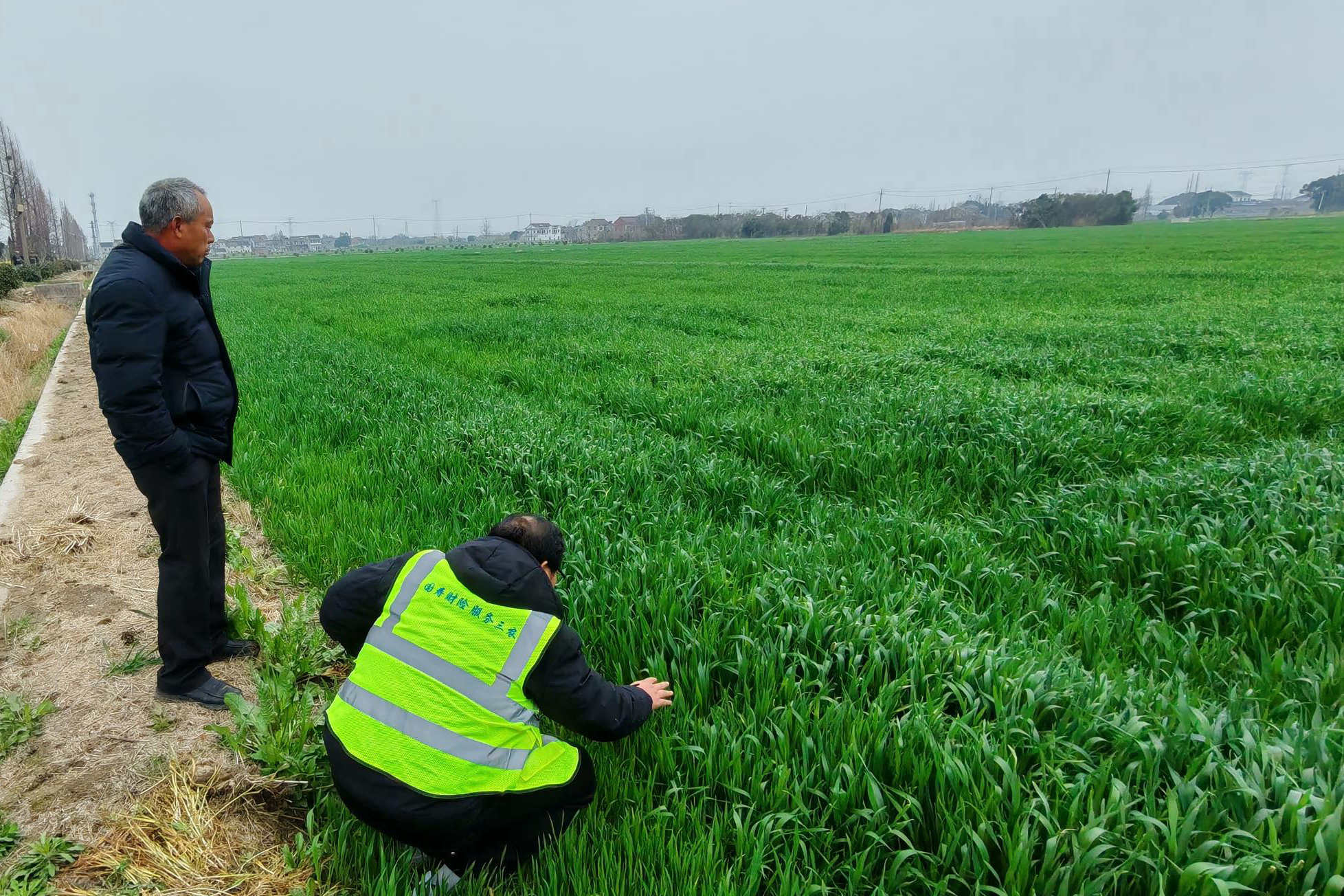 1773642790829813.jpg 农险服务人员实地查勘麦田.jpg
