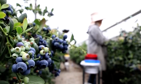 蓝莓价格，跳水了！