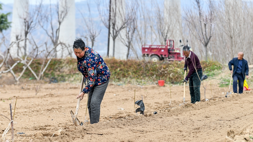 黄河岸边农事忙
