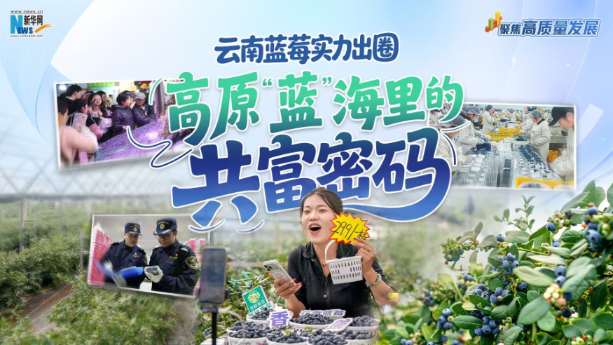 聚焦高质量发展｜云南蓝莓实力出圈 高原“蓝”海里的共富密码