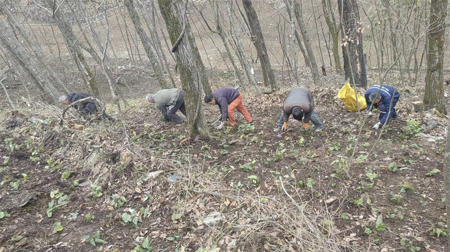 联盟村三组的淫羊藿种植基地里，村民正在种植淫羊藿.jpg