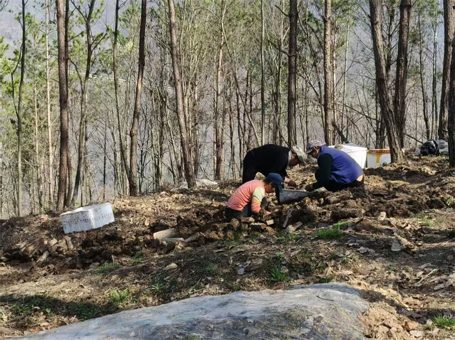 白坪村村民正忙着翻挖天麻种子.jpg