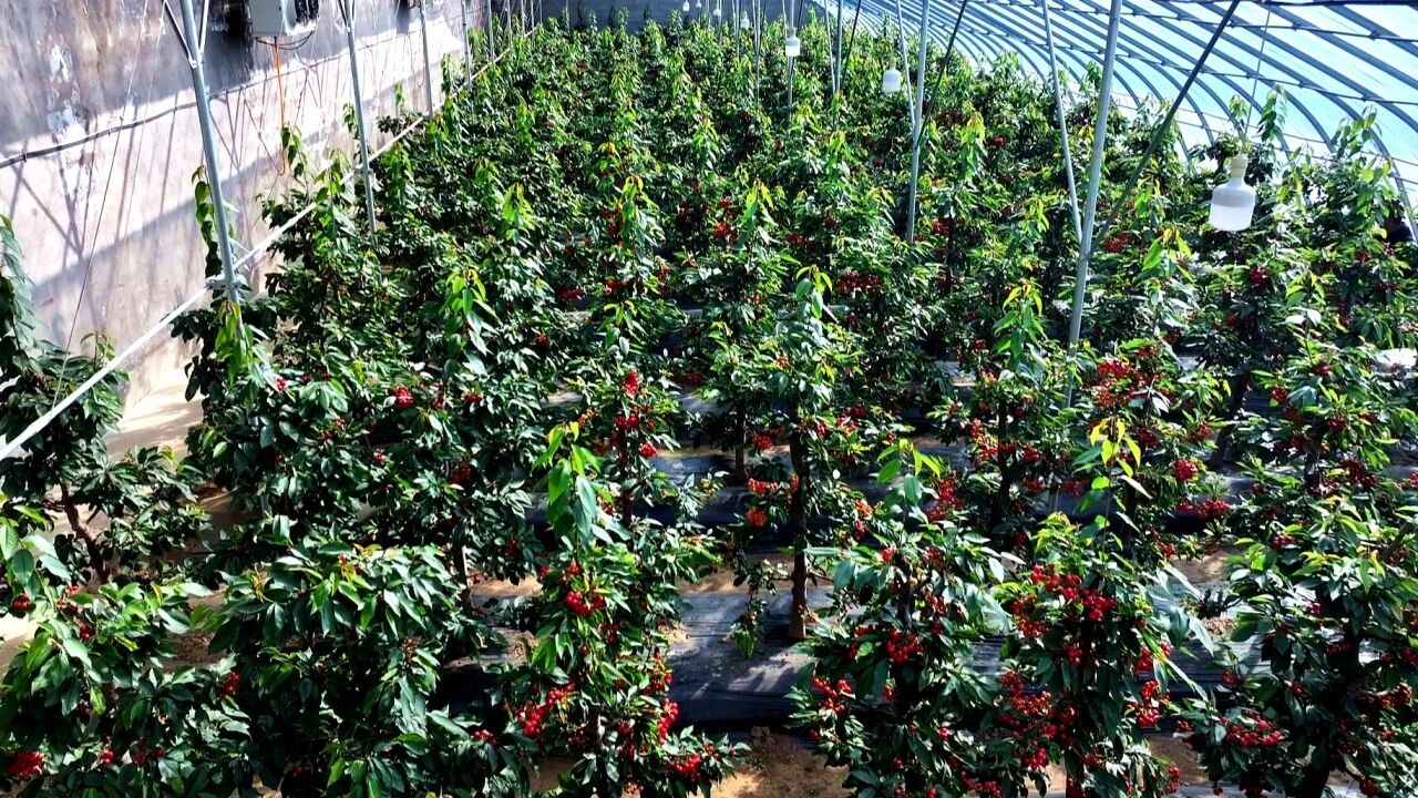 1774594865111766.jpg 照片1.jpg