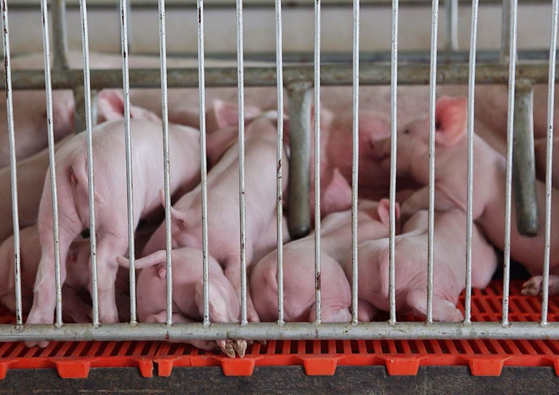 进入过度下跌预警区间，最近猪肉价格怎么了？