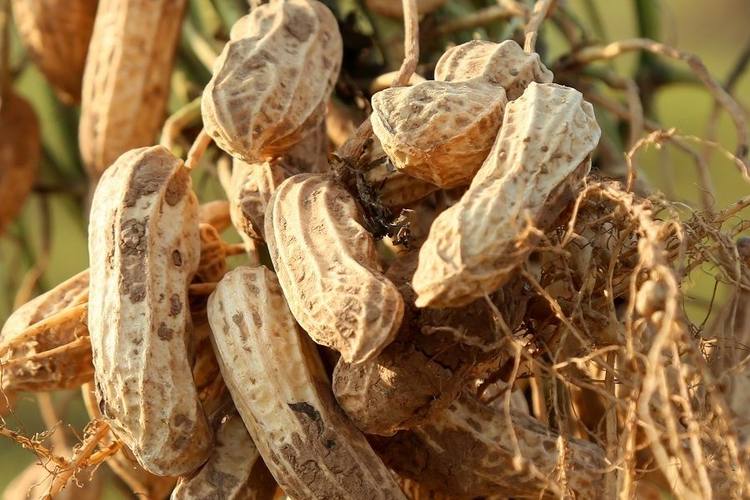 花生壳“变废为宝”用于制备石墨烯