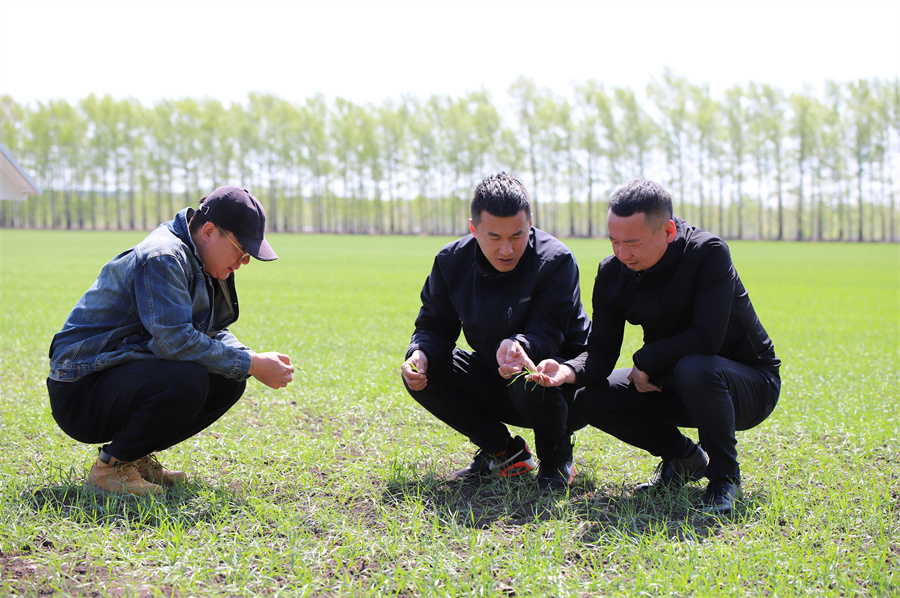 红星农场农业技术人员在查看有机小麦长势.jpg