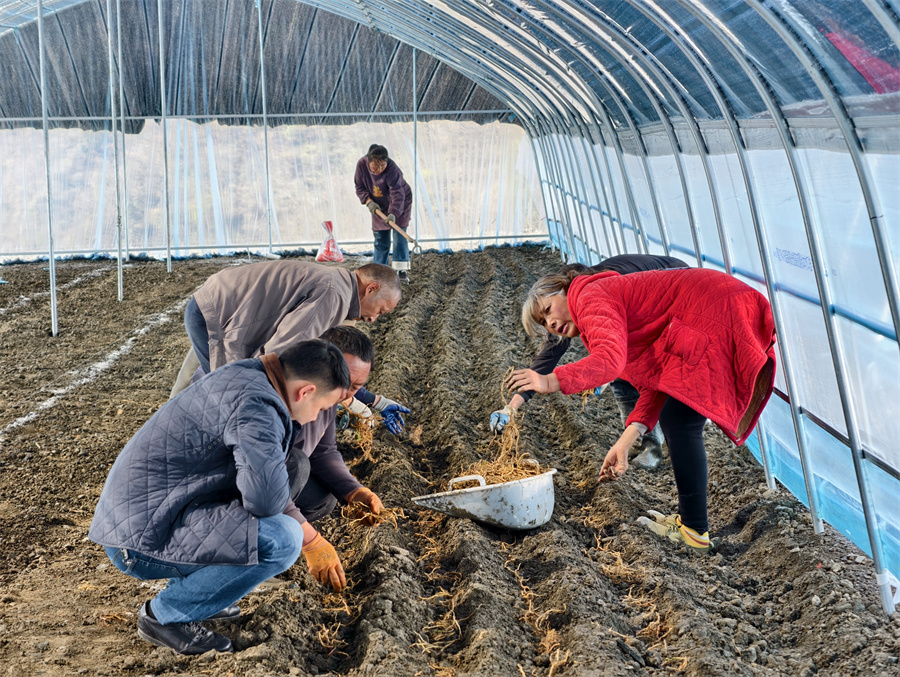 1775118904808801.jpg 大棚春耕忙,村民栽种绞股蓝根茎,播下增收新希望。 (2).jpg