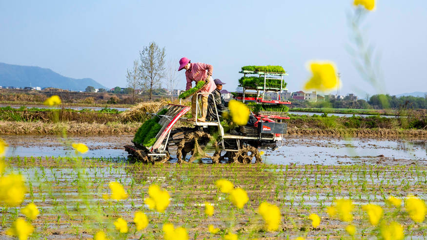 清明种得一田春