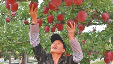 种“花牛”，他们越来越在行（前沿观察·锻造推动产业发展的行家里手）