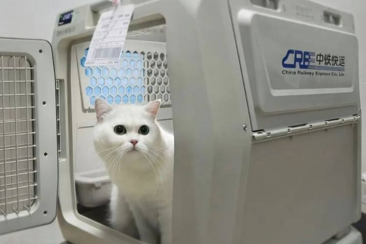 高鐵“愛寵行”服務4月8日起實行